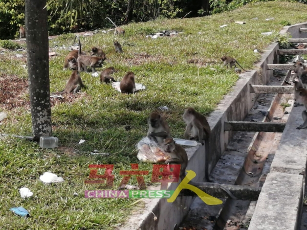 民众把食物扔在草地，引来猴群抢吃。