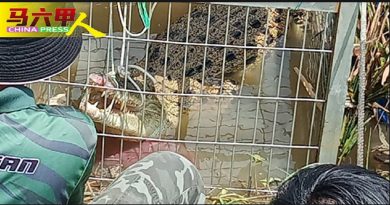 设捕捉器   鸡鸭为诱饵 300公斤鳄鱼落网