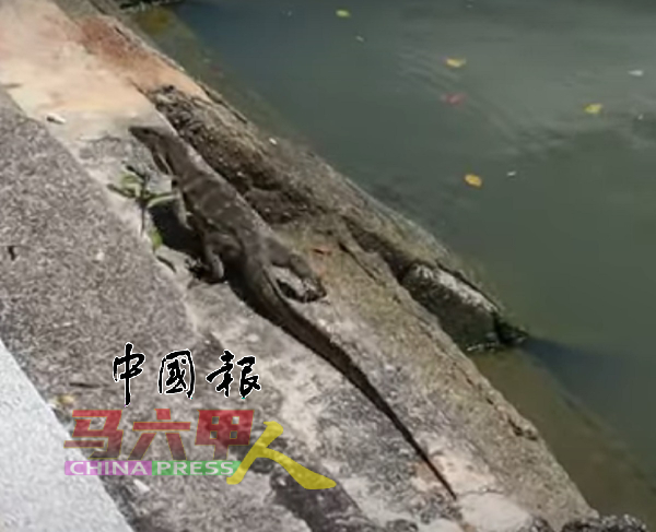 英国情侣在马六甲河发现蜥蜴，感到惊奇。
