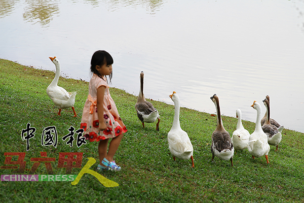 该湖畔公园的主角为黑色与白色的鹅，每天都有不少民众前来拍照打卡。