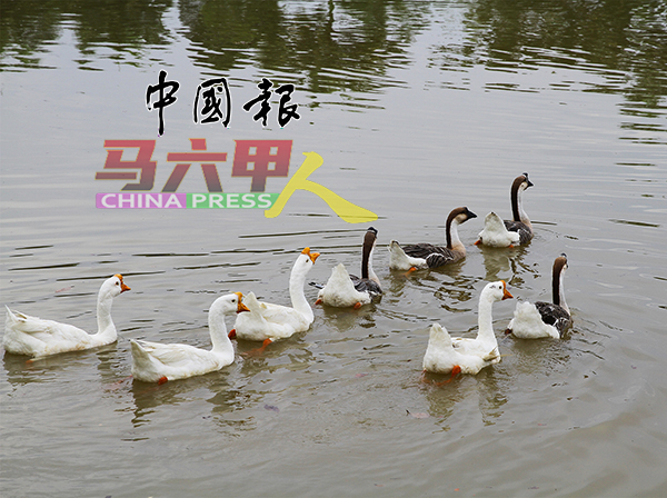 1 Krubong休闲湖畔公园相信是甲州唯一有鹅的公共湖泊。