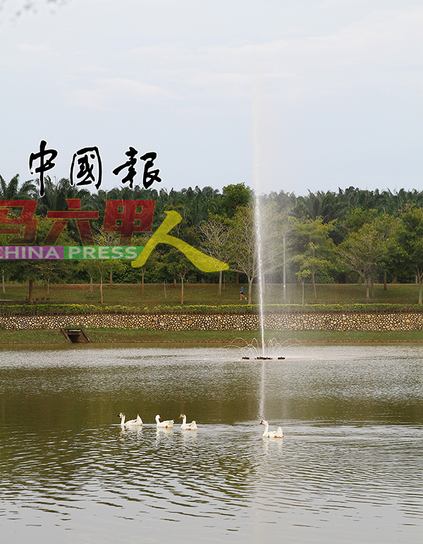 成群的鹅在湖中央共舞，湖中也有喷泉。