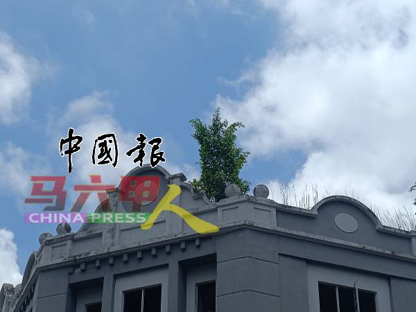 民众担心生长的植物会对建筑结构带来破坏。