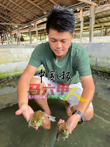 林楚杰每天巡视蛙池，避免肥蛙吞食瘦蛙。