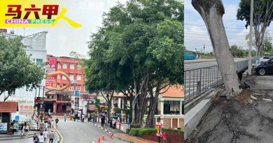 甲市首5月修剪2841棵 砍733棵树木 保 沟 路