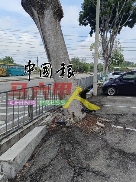 树根向四周延伸，破坏道路和沟渠。