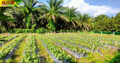 疑油棕园喷农药飞洒菜园  4000棵羊角豆失救 大亏