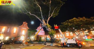 红屋喷泉旁120年老树  树心腐蚀被迫砍伐