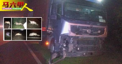 清晨越过郊区马路    6牛遭拖格罗厘撞死
