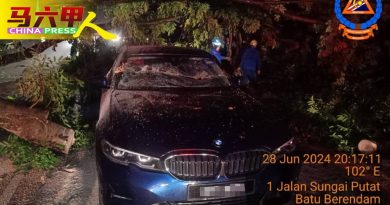 倒树压行驶中宝马摩哆          司机及骑士逃一劫