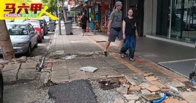 树根破坏破碎凹凸不平 人行道威胁路人安全