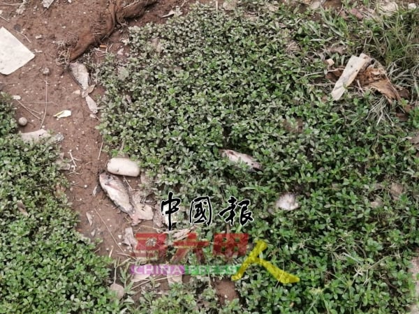 沿河草地可见死鱼。