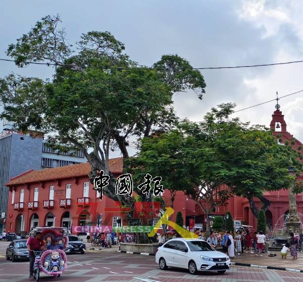 百年老树（图左）因生病了，避免有随时倒塌的风险，甲市政厅已经把老树砍掉。