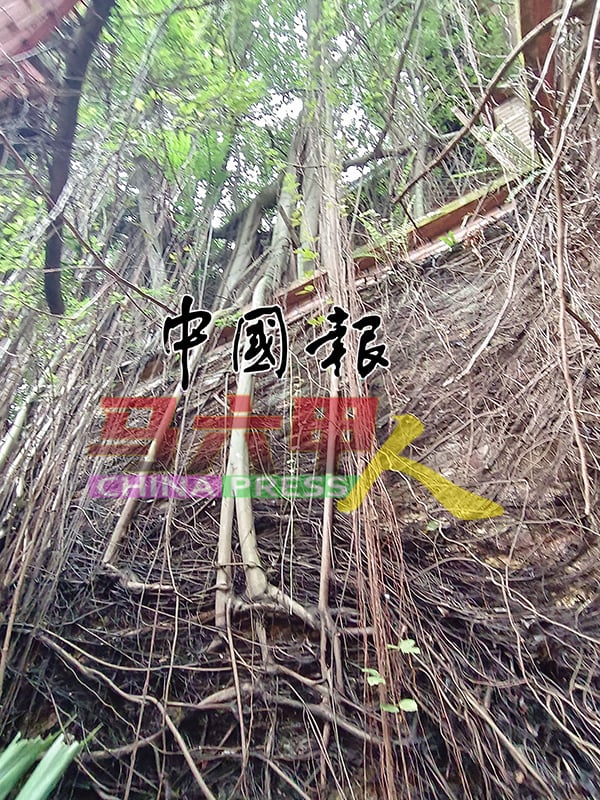 建筑内的墙壁，遭树根攀升淹没。