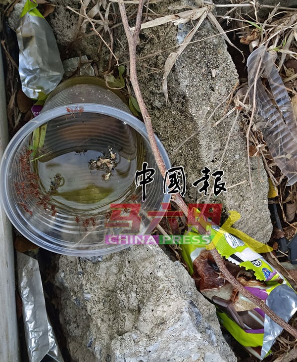 丢弃在路边的杯子积水，容易成为蚊虫繁殖的温床。