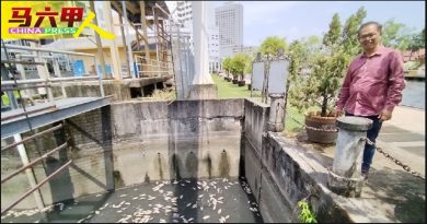 帆加南马组屋水泵屋 惊现数以百计死鱼