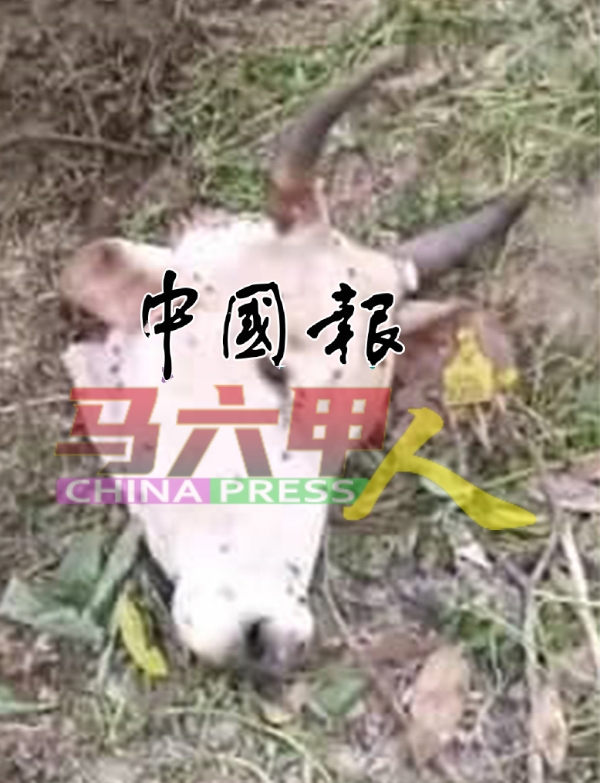 牛主在距离养牛场一公里外的原住民村看到牛头,而且牛头上的耳朵还有兽医局发出的标签。