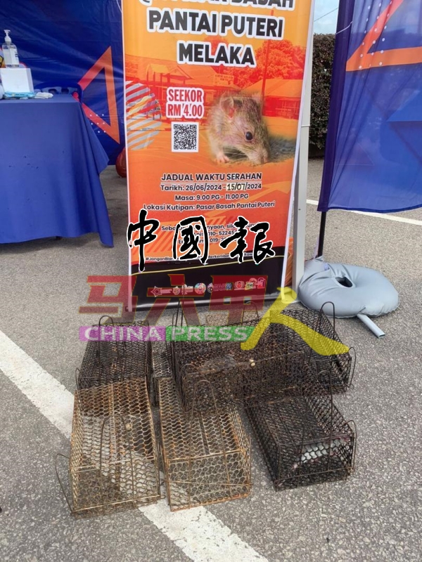 民众捉到老鼠送往市政厅的摊位,每只可兑4令吉。