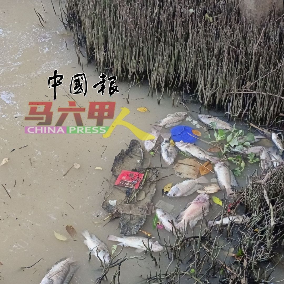 马六甲河流在这两天陆续漂浮死鱼。