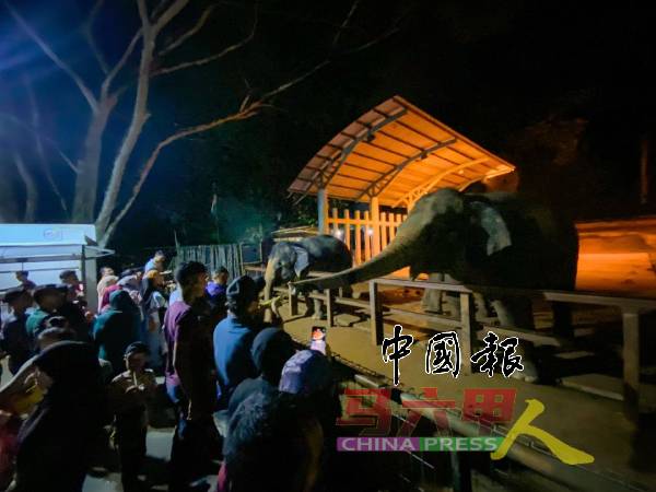 马六甲动物园于第三期“马六甲夜生活计划”，吸引891名访客到来，与夜行动物互动。