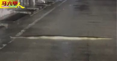 甲市突发水灾 蟒蛇也忙“逃命”！