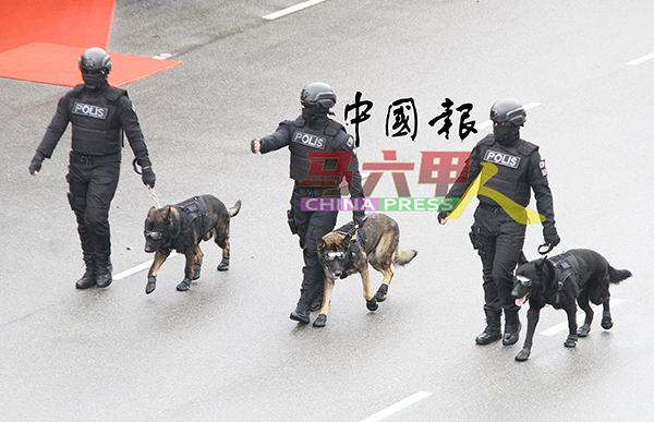 ■戴上墨镜的警犬，炫酷无比。