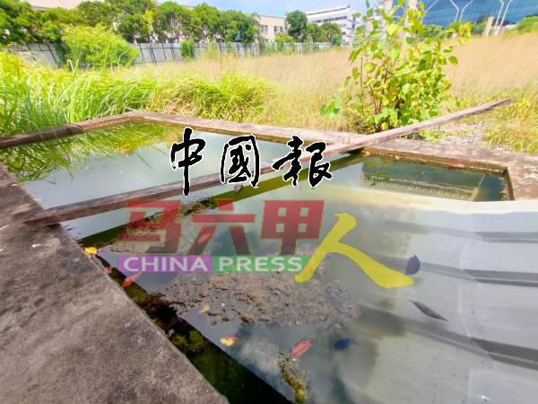 工地内的水池积满了水，恐成为毒蚊温床。