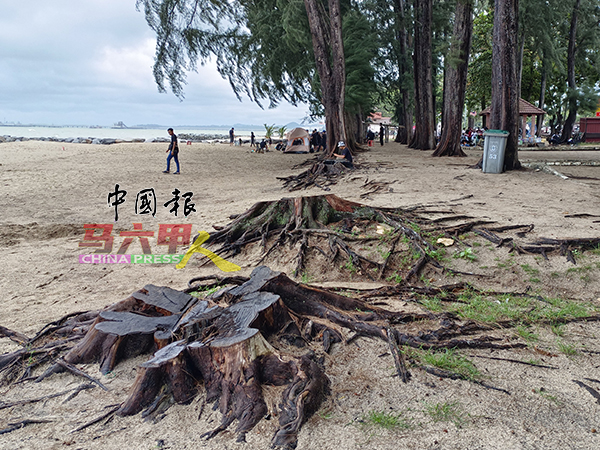 ■公主海边的海蚀问题严重，树木因而倒下，海边的树木也一棵棵减少中。