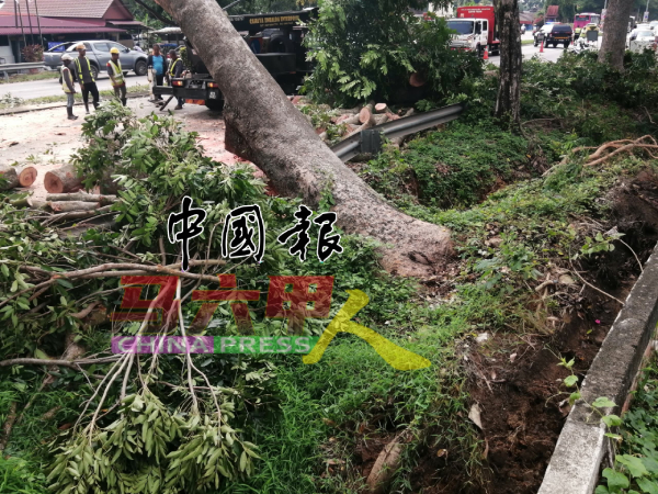 相信雨天冲使到泥土松软流失，导致路边已有数十年树龄的大树连根拔起倒下。