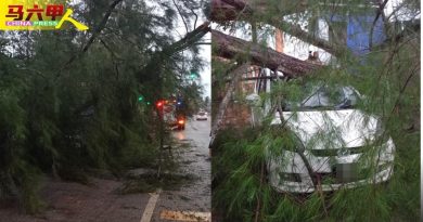 甲郊区大风雨大树倒 压中轿车   幸无伤亡