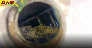 甲河畔四脚蛇互相撕咬  腐尸散恶臭