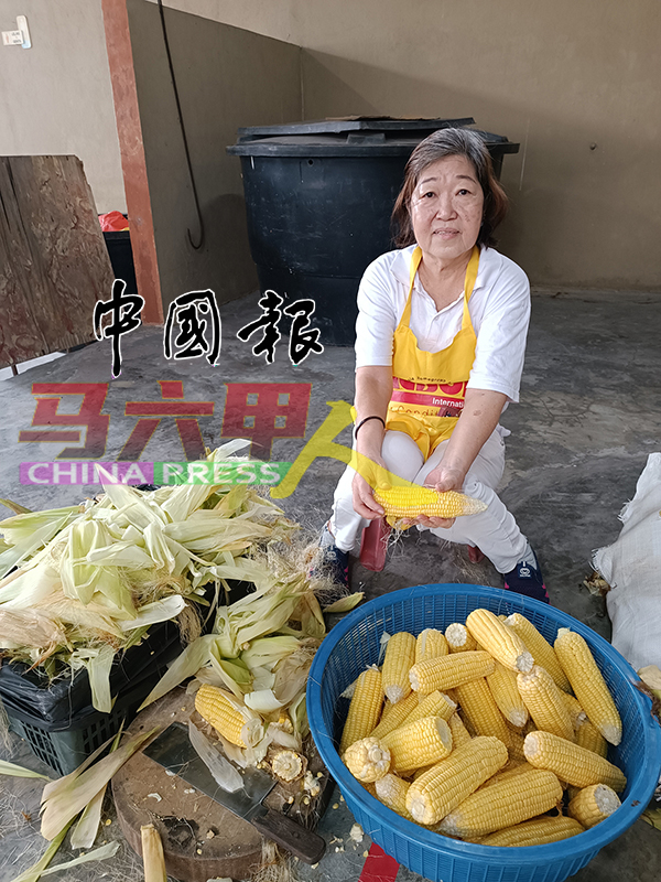 ■杨秀云在年轻时已到北添宫当义工，前阵子遇上车祸受伤严重，如今康复后，继续到该宫行善。