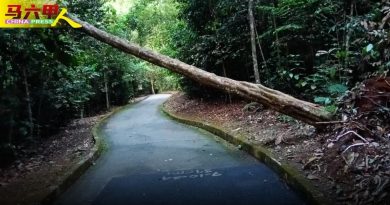 植物园老树倒“挂”上空两个月 员工竟以“未全倒”不处理