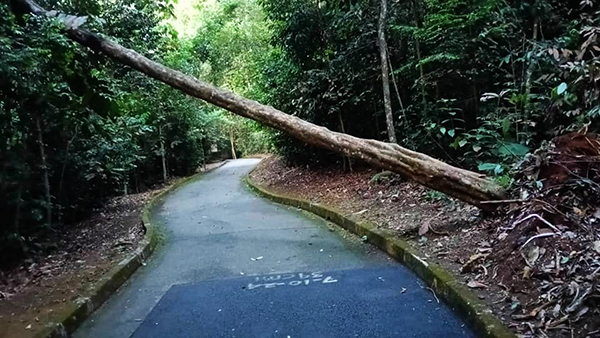 爱极乐植物园一棵大树倾倒横跨跑步道已接近两个月，却未被妥善处理。