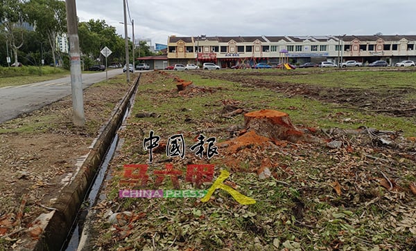 草场的树木破坏路面及沟渠，已经砍除，配合公园建设，将种植合适的树种。