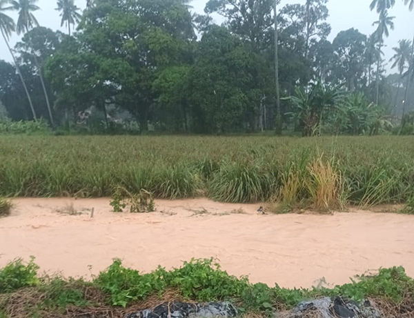 泥浆水往地势较低的菜园流入，农作物遭破坏。