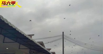 汉都亚再也市会  12月1日起射杀乌鸦