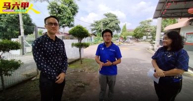 数次树枝断裂 砸围篱 革成小学  路旁大树    砍了
