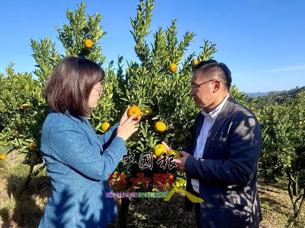 颜艺鸿（左起）向亲临芦柑园调研的颜天禄，介绍芦柑产业基本情况。