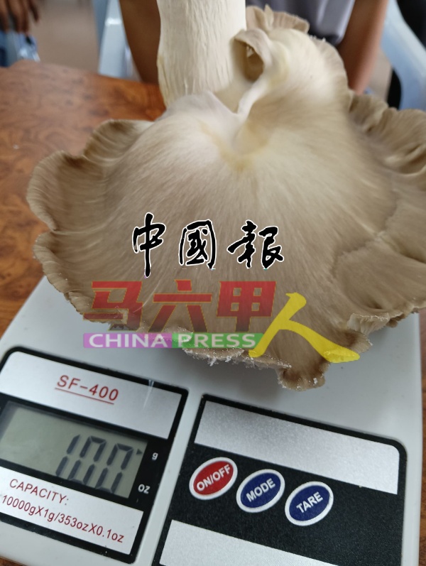 每片灰蚝菇重量约100克。