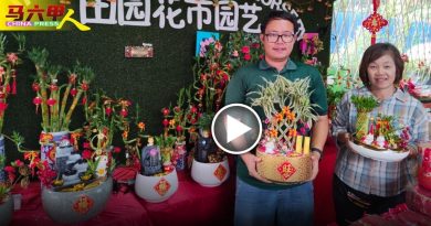 今日马六甲头条｜家居扮美美．好运一整年 招财   年花    抢手