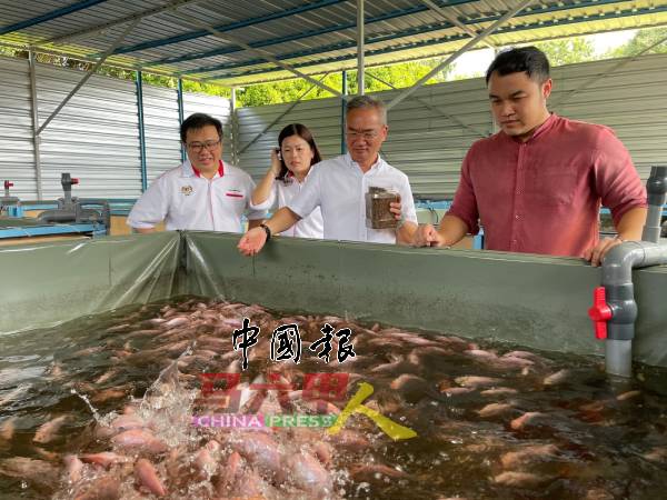 罗秉浩（左起）、萧丽燕、邱培栋及郭子毅，参观爱极乐新村红非洲鱼养殖场。