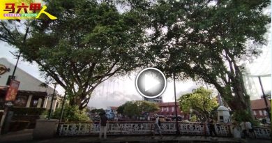 今日马六甲头条｜乌鸦树上盘踞  随时“中奖” 游客打伞过桥  挡鸟粪