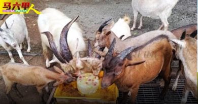 甲動物園提供維生素冰塊 為動物解暑  補充水分
