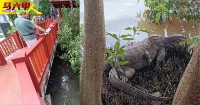 武雅拉也班底红树林成栖息地 四脚蛇   引客驻足观赏