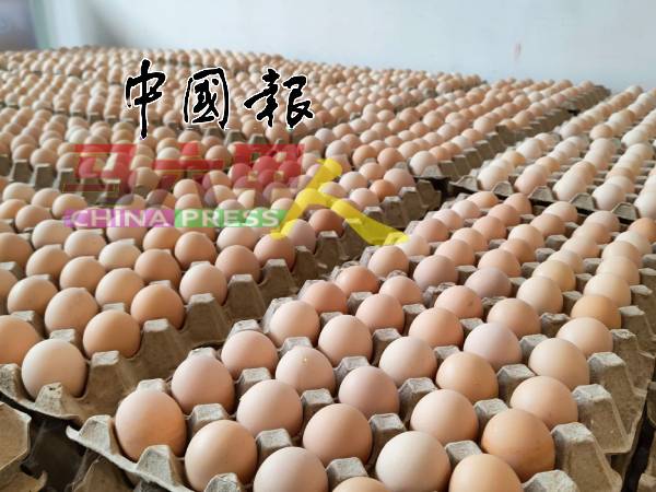 农场甘榜鸡蛋盛产恰好遇上需求量较低的斋戒月,促销活动造福消费者也减少农场亏损,亦可避免浪费粮食。