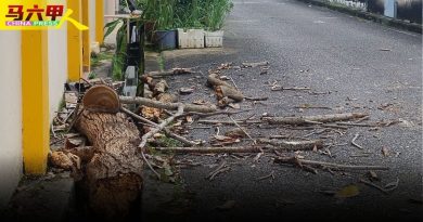 枯叶 树干 垃圾 堵塞沟渠 居民忧  阻排水  生蚊虫