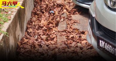 沟渠大量树叶堆积 恐阻排水滋生蚊虫