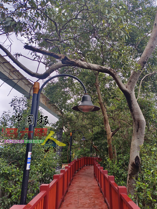 ■横跨走道的部分树干已有病害,抵挡不了风雨随时可能倒塌。