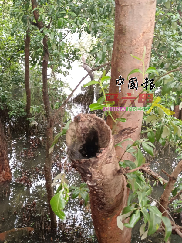 ■树干空心,已不安全。